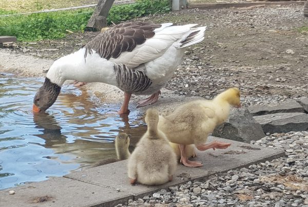 Landgans am Wasser